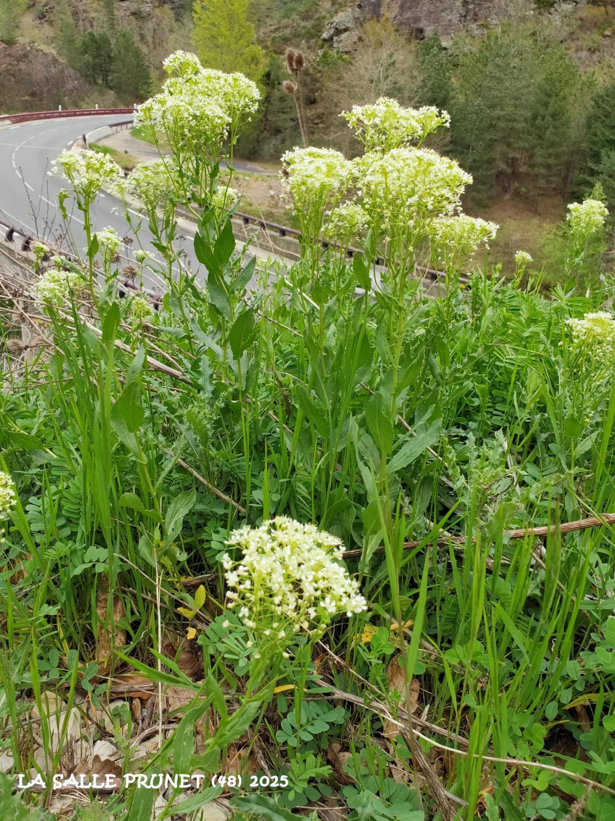 Pepperwort, Hoary plant